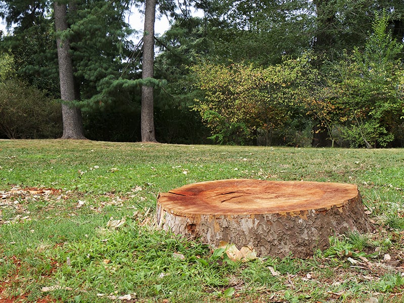 Tree stump removal Gillespie Tree Care